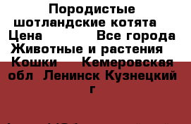 Породистые шотландские котята. › Цена ­ 5 000 - Все города Животные и растения » Кошки   . Кемеровская обл.,Ленинск-Кузнецкий г.